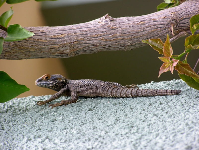 Lizard Slinking, prowling, tree, branch, Lizard, HD wallpaper