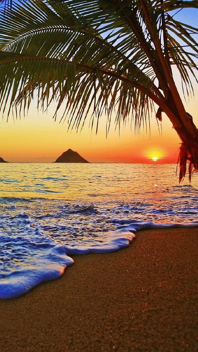 tropical beach, cool, new, ocean, palms, paradise, sea, HD phone wallpaper