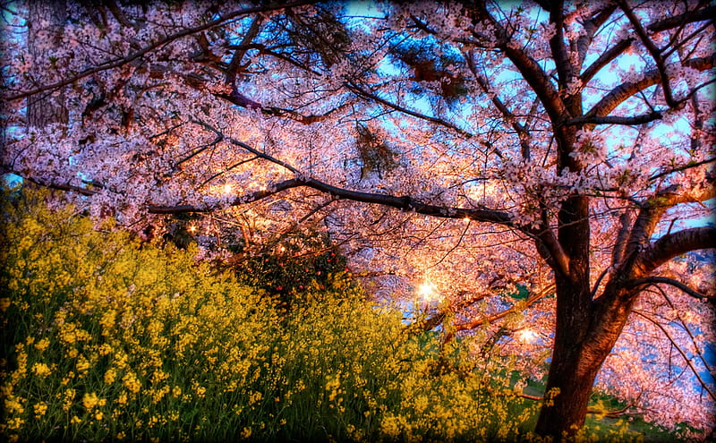 spring in full bloom, sun, flowers, blooms, trees, sky, field, HD wallpaper