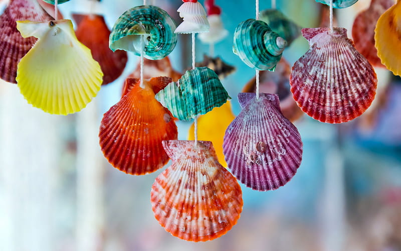Shells, vara, shell, orange, yellow, summer, scoici, blue, red, colorful, pink, HD wallpaper