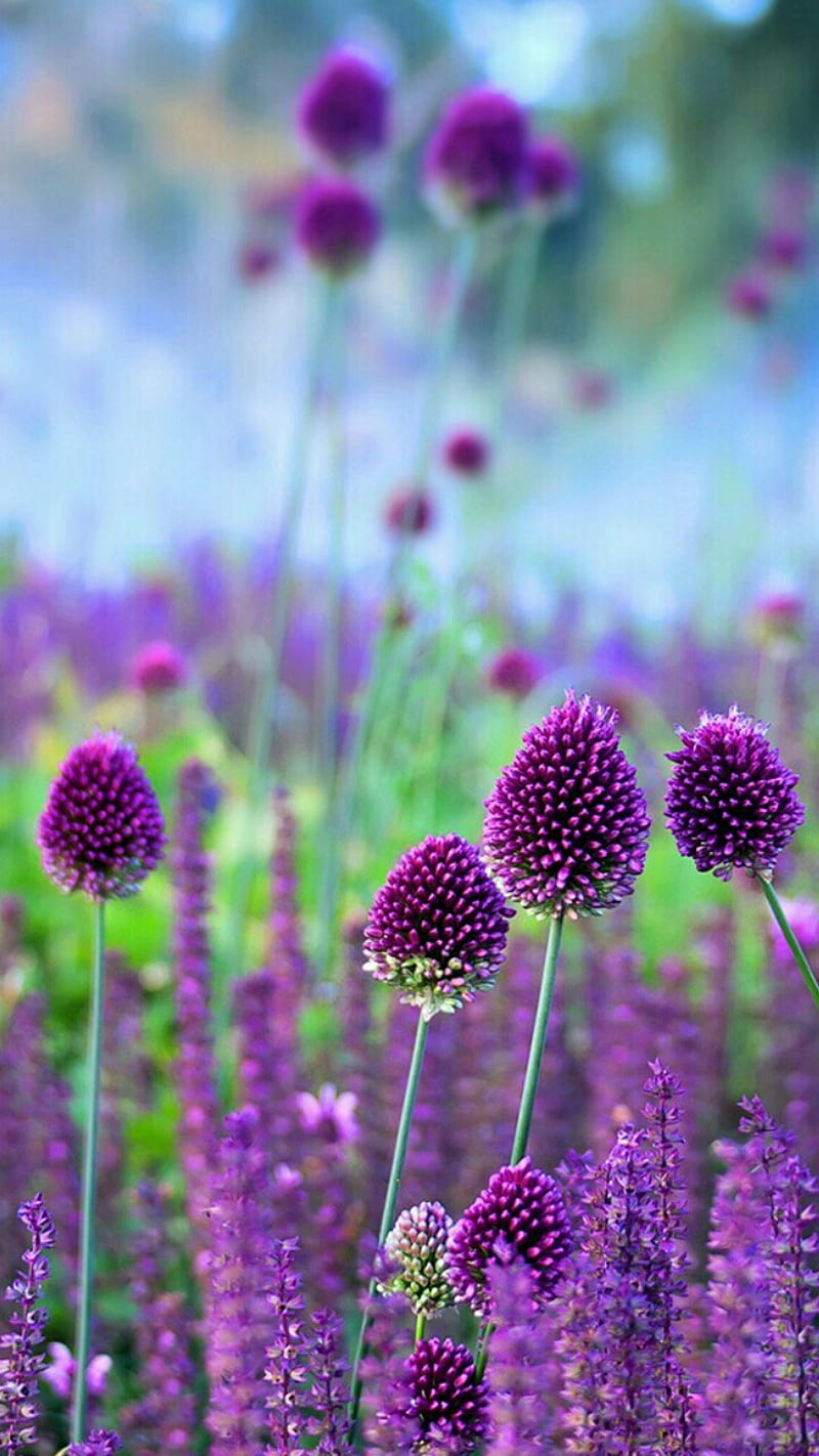 Violet Plants, plant, HD phone wallpaper