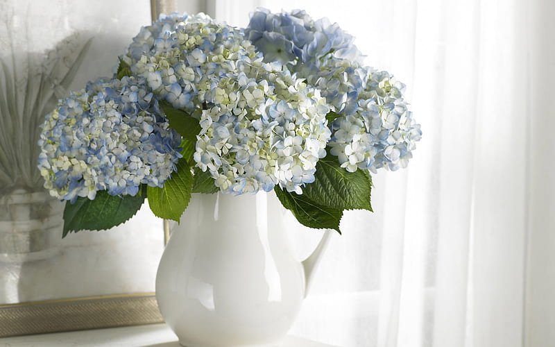 Blue Hydrangea, hydrangea, lovely, flower, vase, bonito, white, blue, HD wallpaper