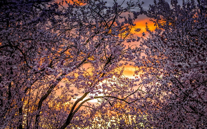 cherry blossoms, sunset, evening, spring trees, trees with flowers, spring, cherries, HD wallpaper