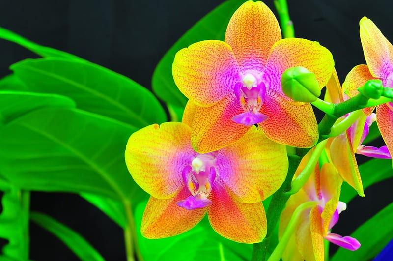 Colorful Orchids, orchids, purple, orange, flowers, yellow, colors, nature, rainbow, HD wallpaper