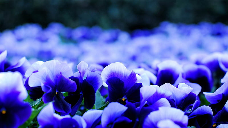 pansy viola flowers petals-, HD wallpaper