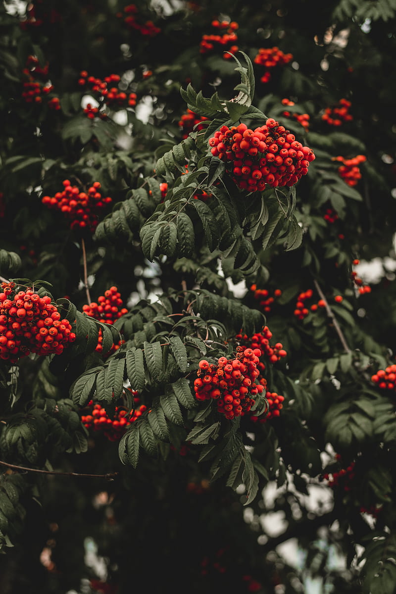 Green Leaf Tree With Red Fruits, HD phone wallpaper