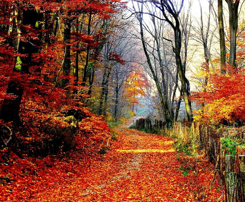 Autumn miracle, fence, forest, autumn, colourful, trees, leaves, path ...