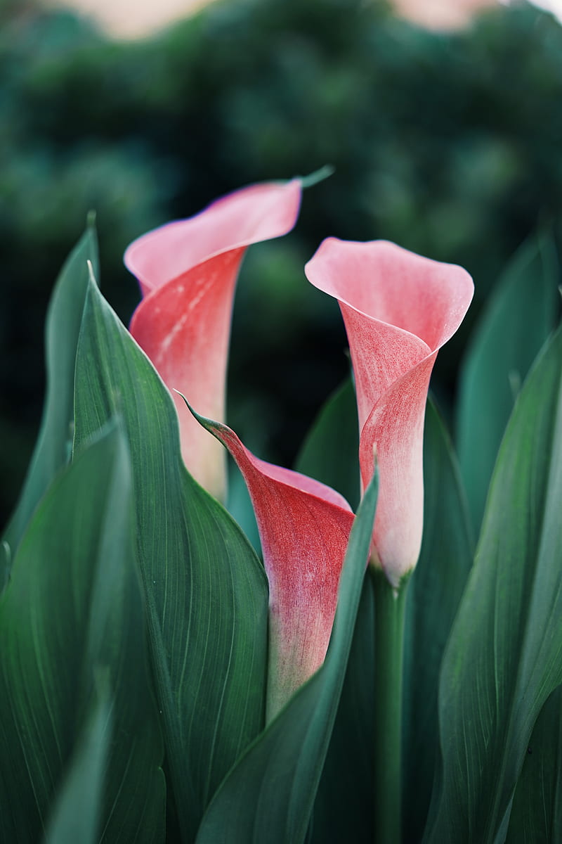 calla lilies, flowers, pink, close up, plant, HD phone wallpaper