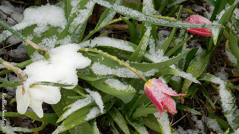 Frosted Tulips, pretty, crystals, grass, bonito, b1ooms, leaves, snow, green, ice, blossoms, Flowers, Spring, Springtime, white, pink, HD wallpaper