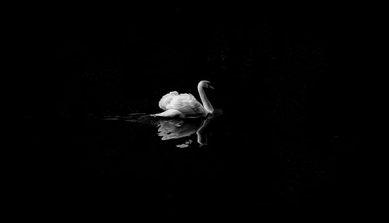 Swan Monochrome , swan, birds, monochrome, black-and-white, HD wallpaper