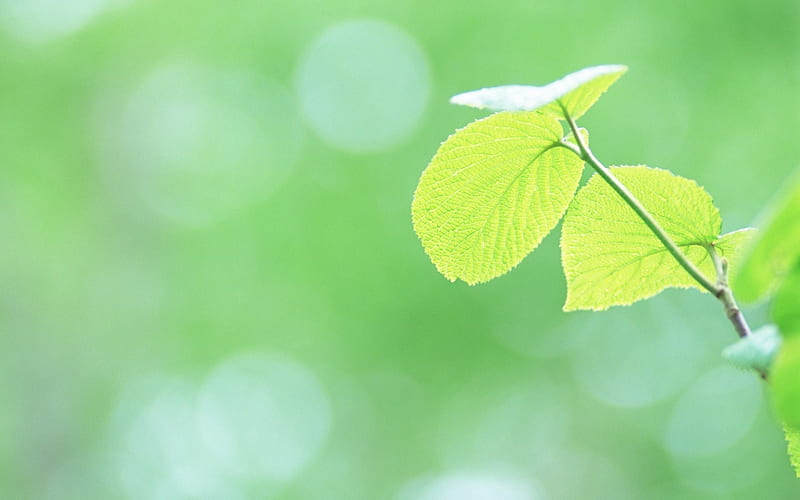 2 Soft Focus Green Leaves -Ethereal Green Leaves, HD wallpaper