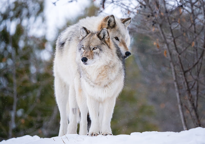 Wolves, Wolf, HD wallpaper | Peakpx