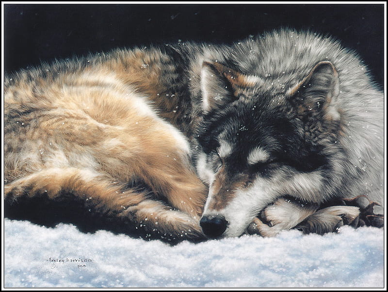 Lesley Harrison-And The Wolf Dreams, 3d, wolf, snow, lesley harrison, HD wallpaper