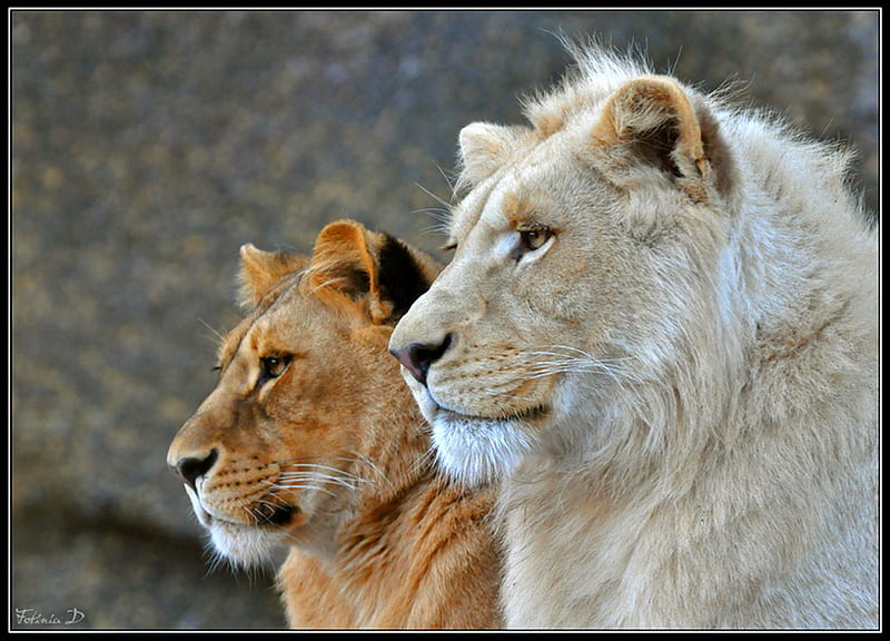 Young couple, male, gold, female, and tan, young lions, lions, HD wallpaper
