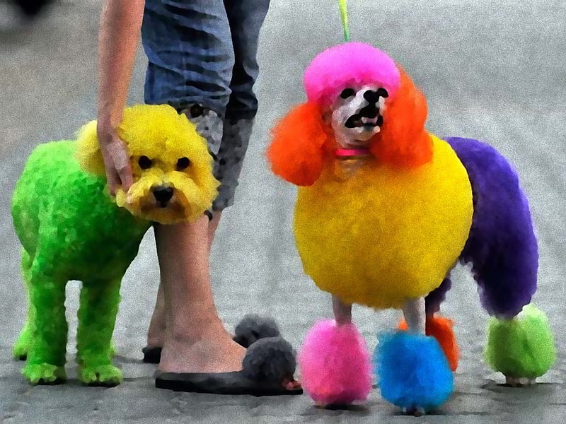 colorPoodle, owners, color, poodle, street, dog, HD wallpaper