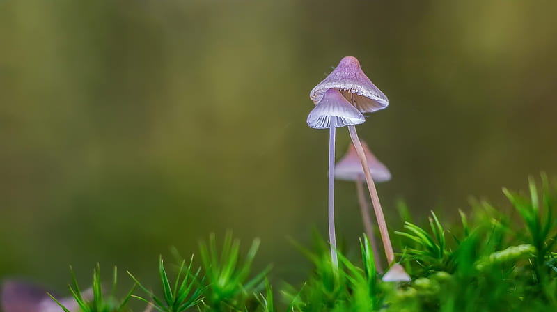 Mushrooms, macro, mini, green, grass, ciupercute, mushroom, pink, HD wallpaper