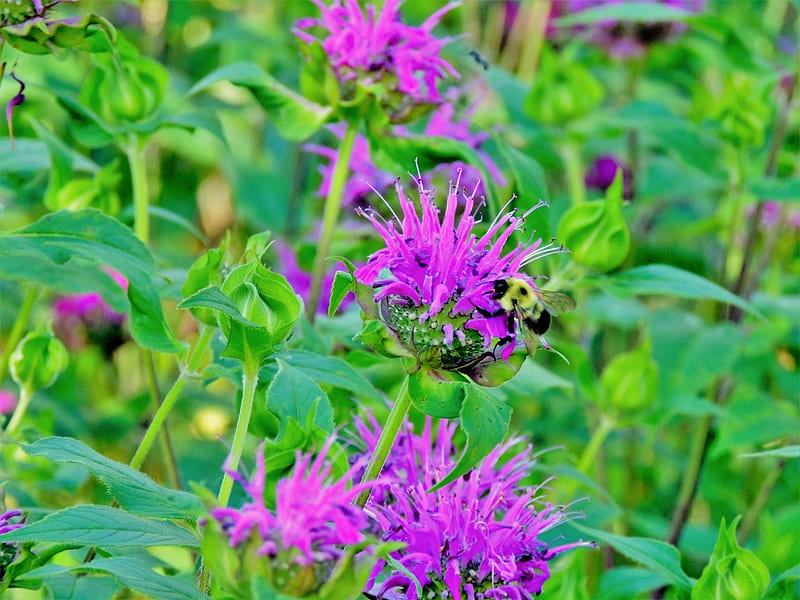 Purple Bee Balm, Summer, Bee, Nature, Bee Balm, Flowers, graphy, HD wallpaper