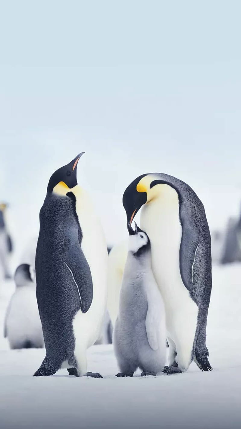 Bonito, penguin, HD phone wallpaper | Peakpx