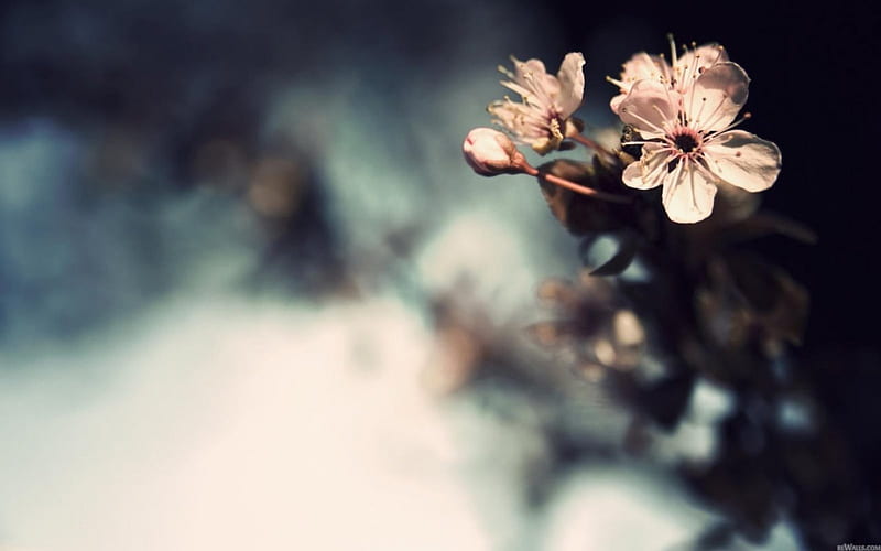soft, flower, sakura, neva, HD wallpaper