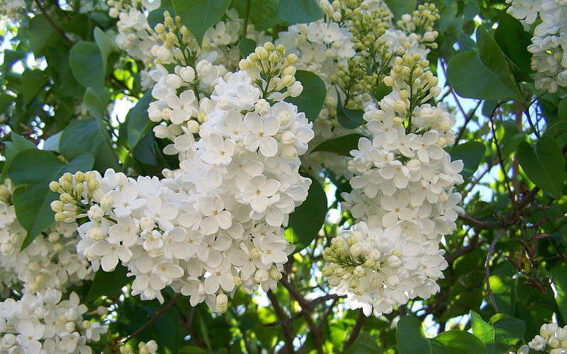 Lilas blancas, primavera, flores, blancas, lilas, Fondo de pantalla HD |  Peakpx