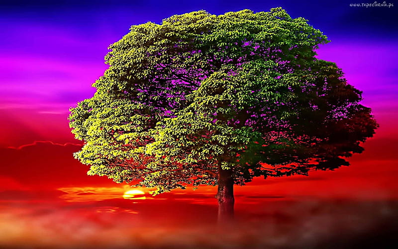 Wonderful Tree, red, stand, leaves, purple, colors, hop, sky, HD wallpaper  | Peakpx