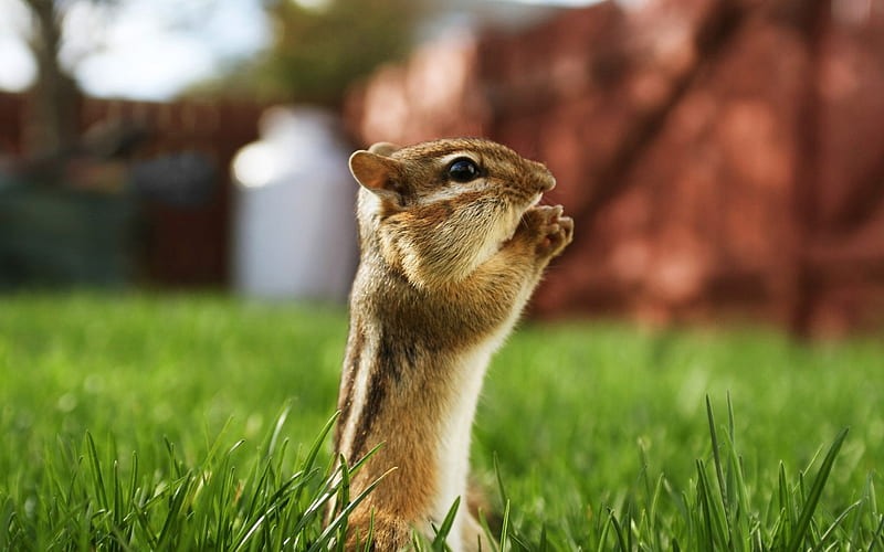 A praying chipmunk on grass - Chipmunk, HD wallpaper