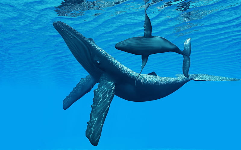 ocean, whales, blue water, depth, HD wallpaper