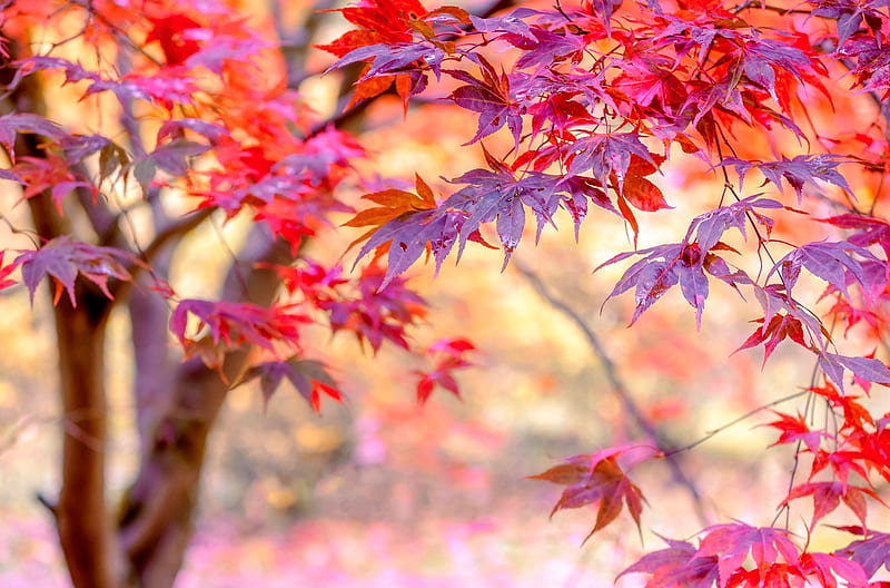 Red maple leaves, Tree, Leaves, Japanese maple, Autumn, HD wallpaper