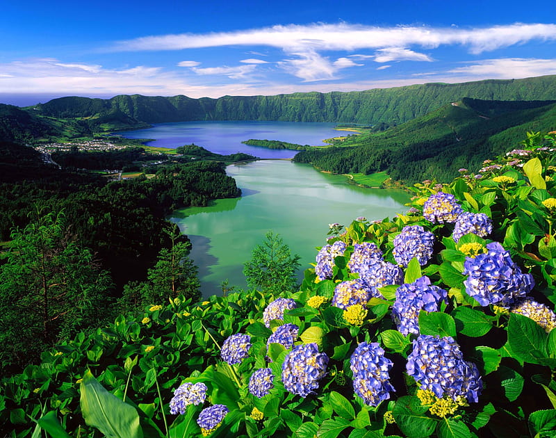 Flowers Of Sao Miguel Island, Azores, forest, lakes, hydrangea, Portugal, bonito, crater, clouds, city, green, purple, volcanic, flowers, island, HD wallpaper