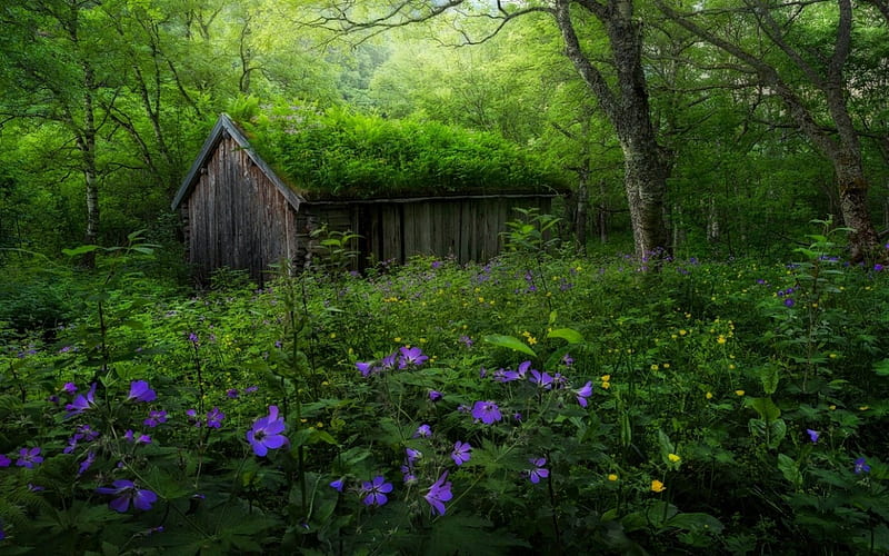 Wild Spring, forest, hut, yellow, bonito, spring, trees, shrubs, green, purple, wildflowers, flowers, Norway, HD wallpaper