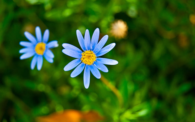 Delicate, green, flowers, small, blue, HD wallpaper