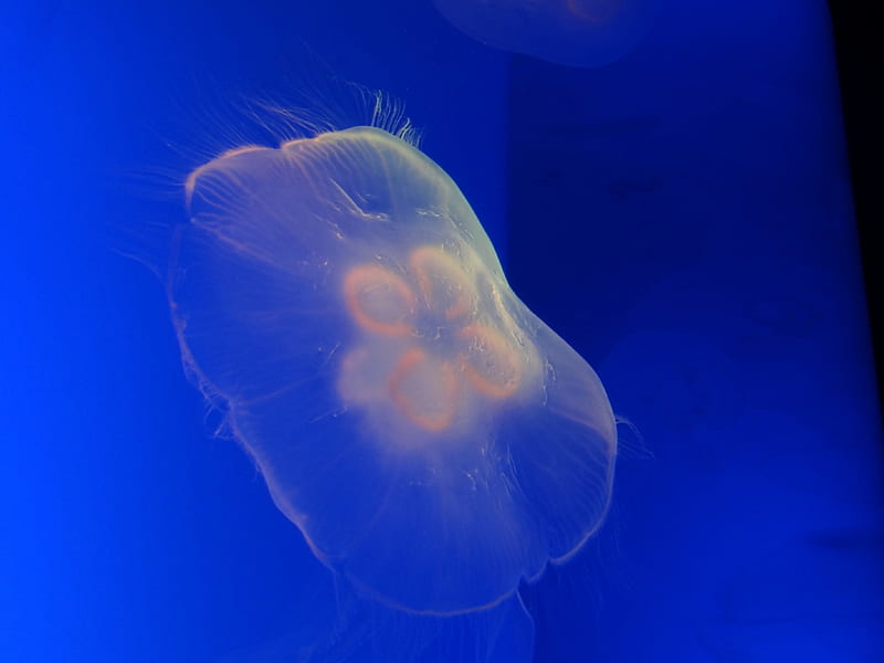 Transparent Jellyfish, water, fish, blue, aquarium, HD wallpaper