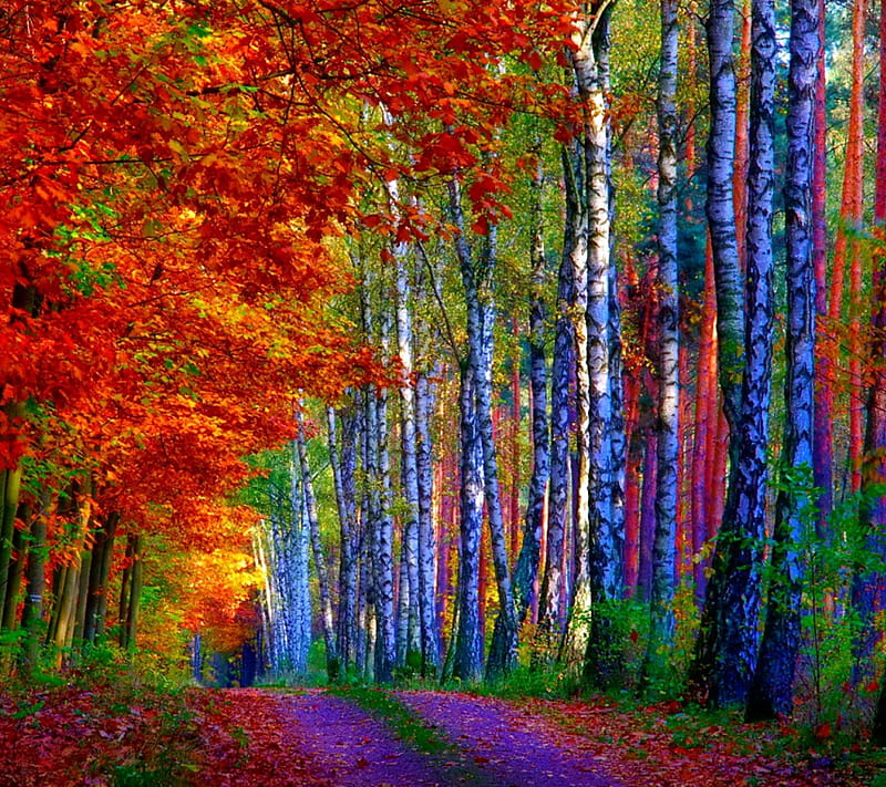 Autumn Colorful, color, nature, october, HD wallpaper