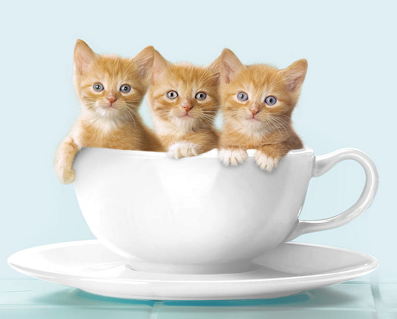 kitten in mug, cat, HD wallpaper