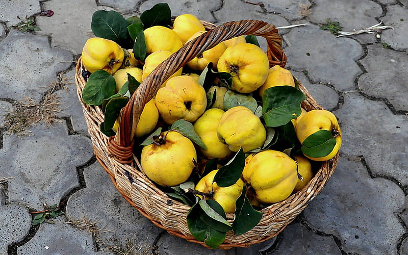 Basket with quince, Fruit, Yellow, Basket, Quince, Autumn, Nature, HD wallpaper
