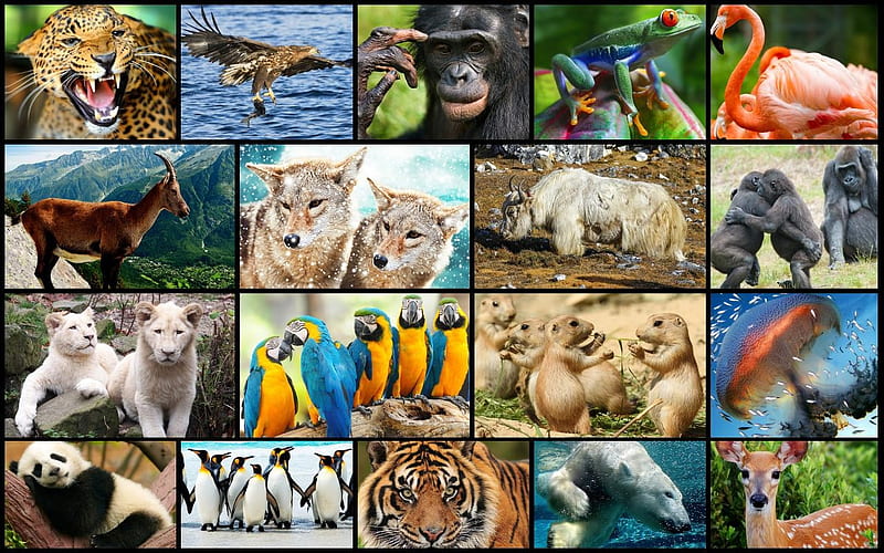 Animals, collage, bird, wild, animal, HD wallpaper | Peakpx