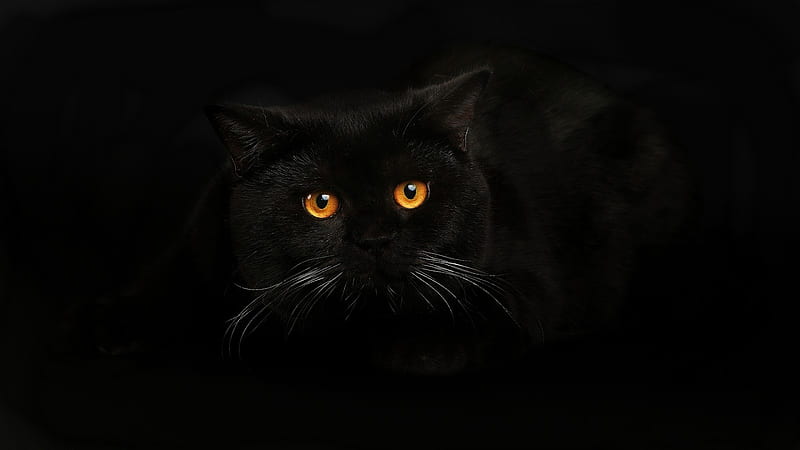 Black Cat Best [] for your , Mobile & Tablet. Explore Black Cat . Black Kitten , Kitten for , Cat for, Black Persian Cat, HD wallpaper