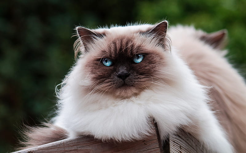 Siamese cat, fluffy beige cat, blue eyes, beautiful big cat, pets, cats, HD wallpaper