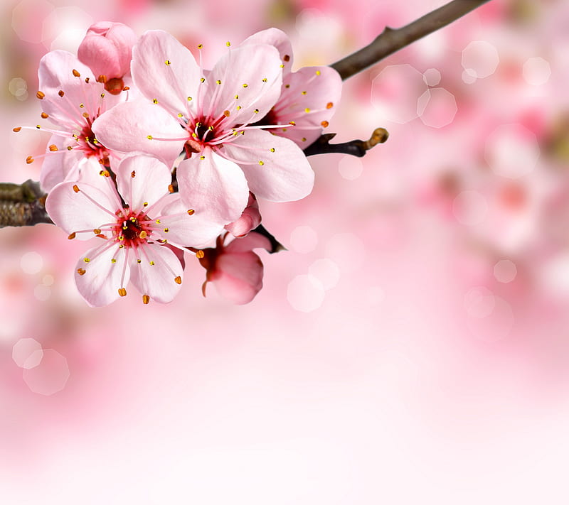 Floral Blossom, background, bloom, blooming, cheery, decoration, flower, HD wallpaper