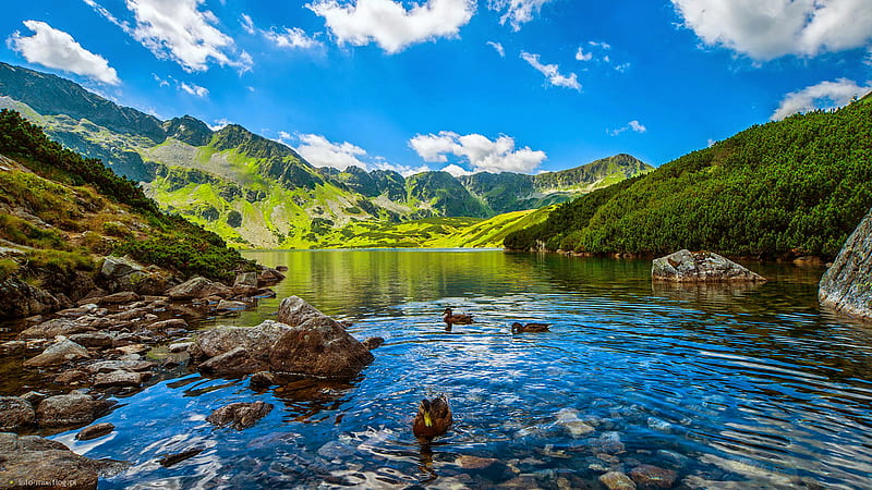 Ducks On Water And Landscape View Of Green Plants And Algae Covered Mountains In White Clouds Blue Sky Background Nature, HD wallpaper