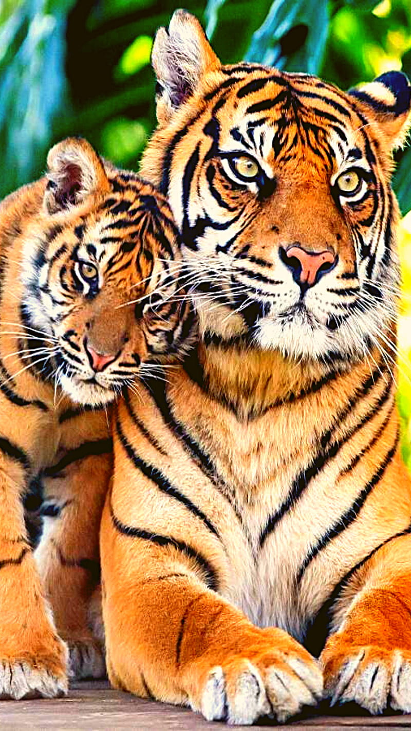 tiger, cub, animal, india, wild, HD phone wallpaper
