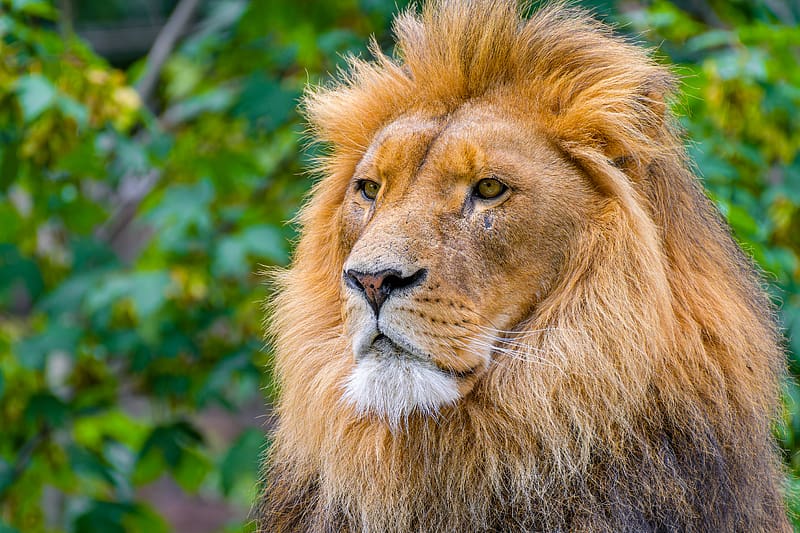 lion, big cat, predator, head, wild, blur, HD wallpaper
