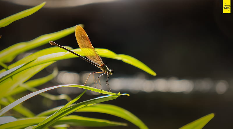 Dragon Fly Ultra, Animals, Insects, Nature, Grass, Plant, Macro, Insect, Dragonfly, bokeh, india, HD wallpaper