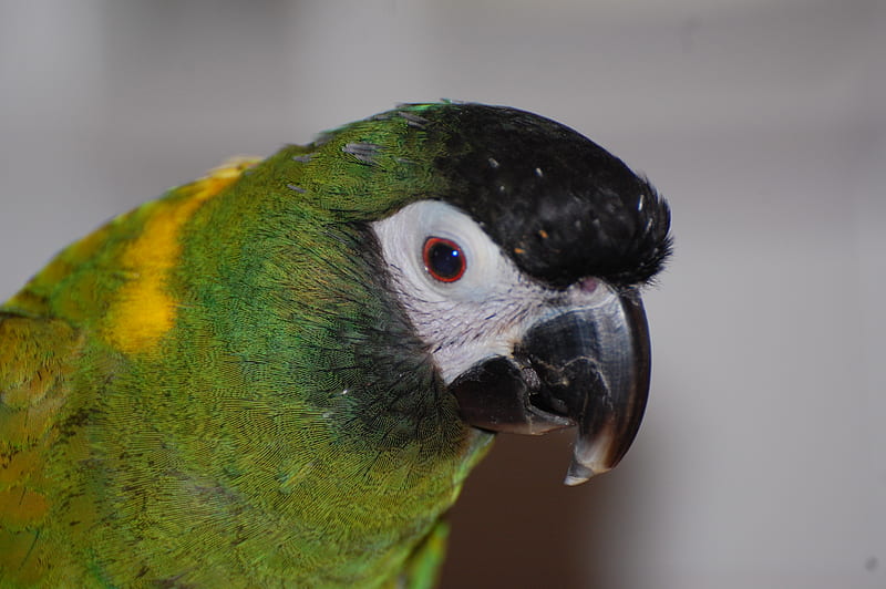 Yellow Collar Macaw, parrot, bird, green, yellow collar, HD wallpaper
