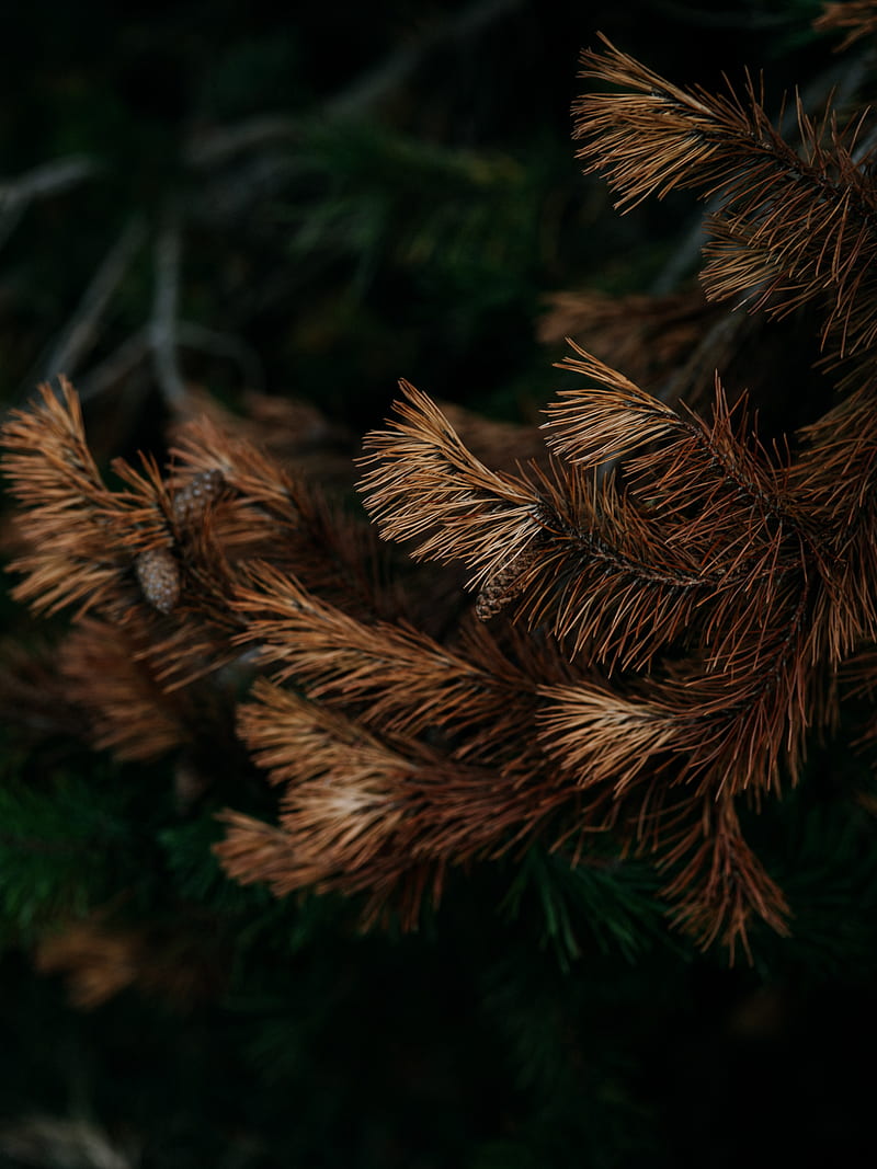 pine, branch, dry, cone, needles, HD phone wallpaper