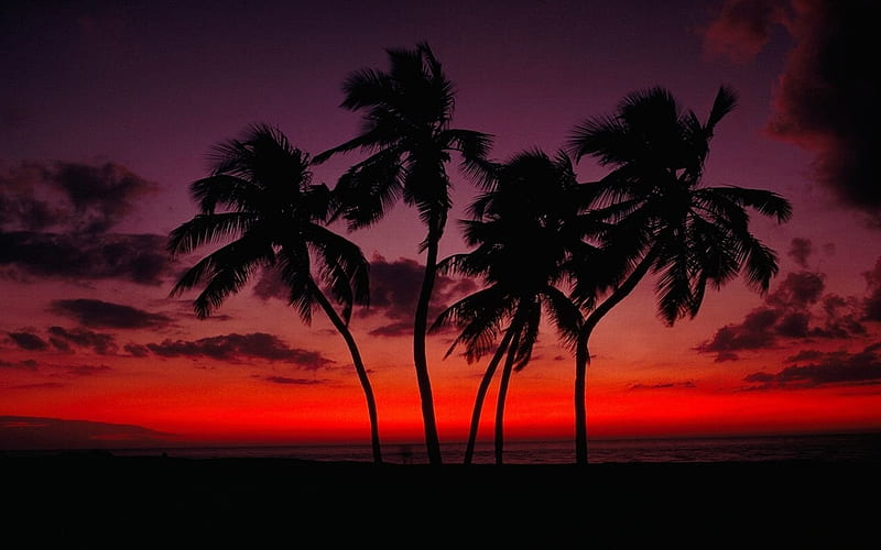 Red Sunset, Palm Trees, Sky, Sunset, Water, Clouds, Horizon, HD wallpaper