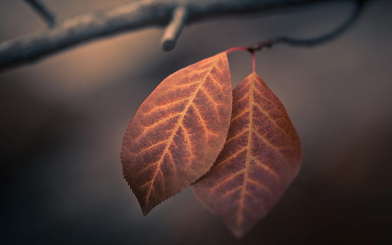 Autumn Macro Leaves, autumn, leaf, nature, HD wallpaper