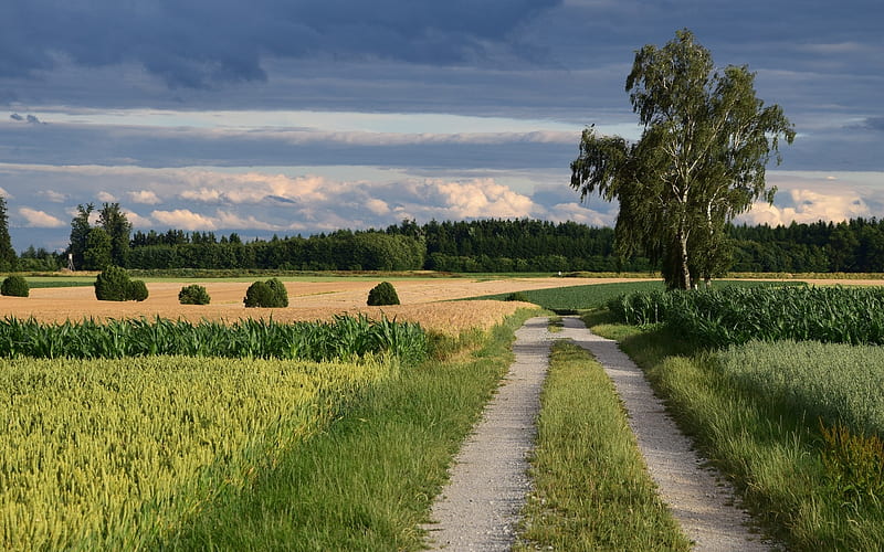 Rural Landscape, tree, birch, fields, road, Germany, landscape, HD wallpaper
