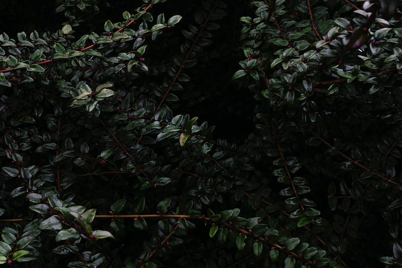 branches, leaves, wet, dark, darkness, HD wallpaper
