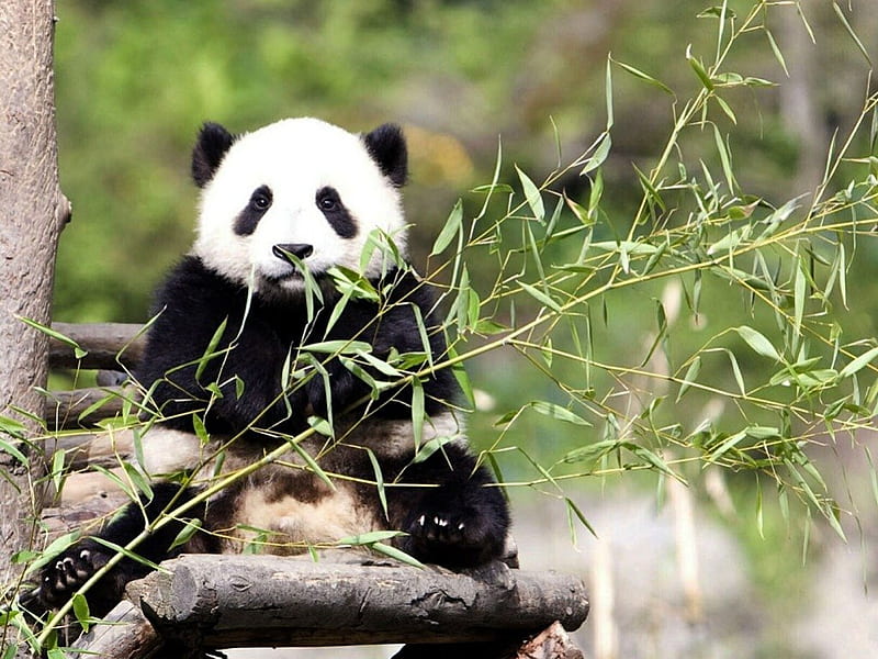 PROTECTED PANDA FROM CHINA, PANDA, big animal, China, travel bear, adorable, eastern, wild, eating, animals, HD wallpaper